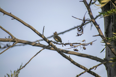 Camptostoma obsoletum