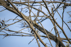 Camptostoma obsoletum