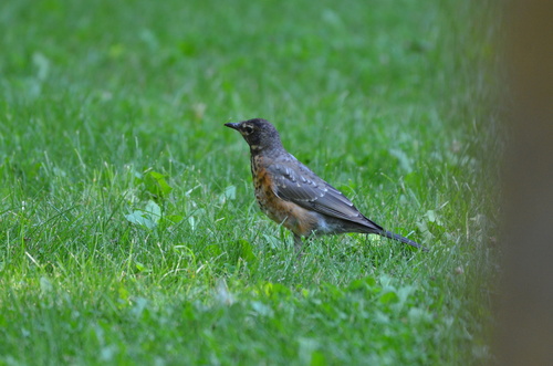 American Robin