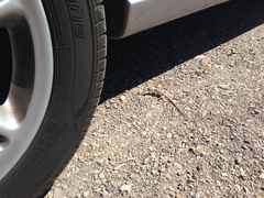 Dipsosaurus dorsalis dorsalis