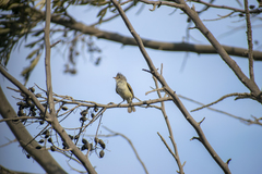 Camptostoma obsoletum