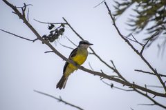 Tyrannus melancholicus