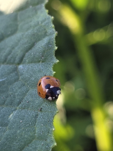 Seven-spotted Lady Beetle