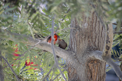 Pyrocephalus rubinus