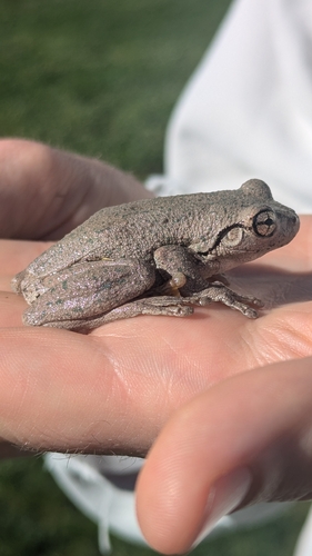 Peron's Tree Frog