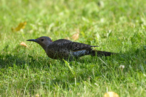 Northern Flicker