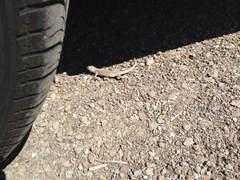 Dipsosaurus dorsalis dorsalis