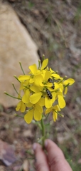 Erysimum asperum
