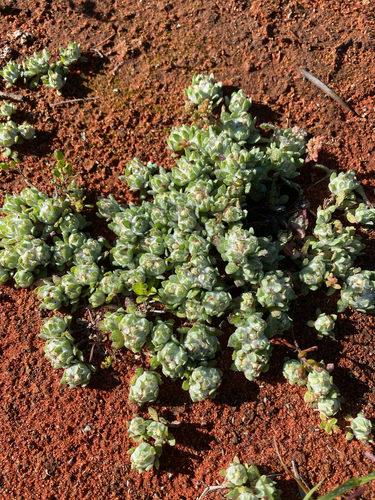 flannel cudweed