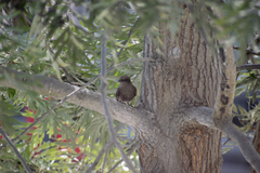 Pyrocephalus rubinus