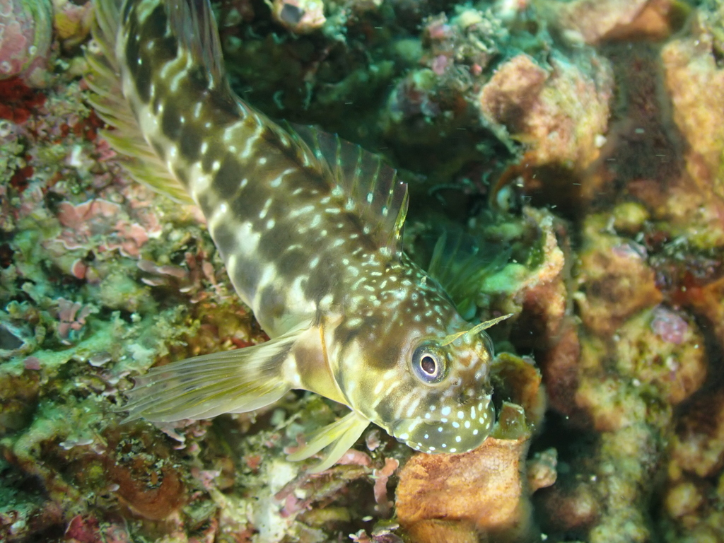 Stellar Rockskipper