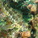 Reef Rockskipper - Photo (c) hokoonwong, some rights reserved (CC BY-NC), uploaded by hokoonwong