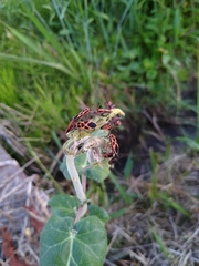 Tropidothorax sinensis
