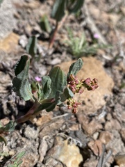 Rumex lacustris