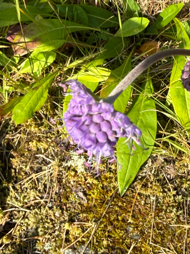 Devil's-bit Scabious