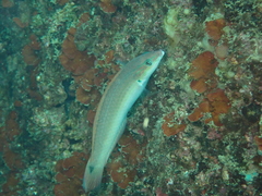 Halichoeres tenuispinis