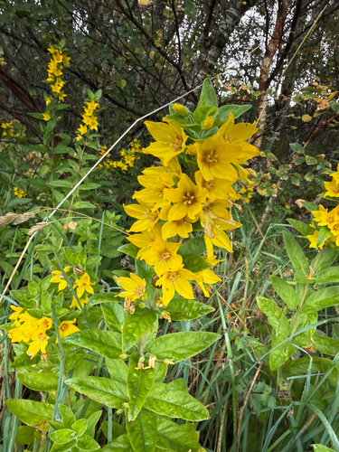 Dotted Loosestrife