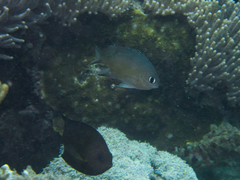 Azurina lepidolepis