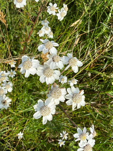 Sneezewort