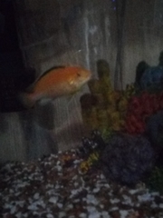 Labidochromis caeruleus