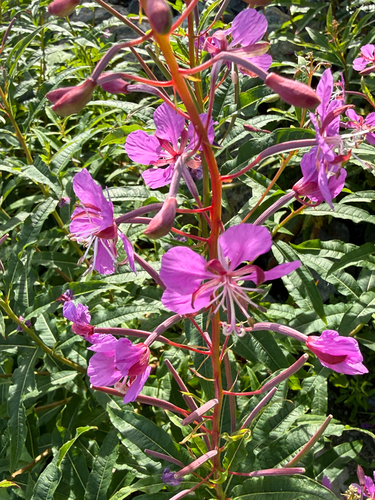 fireweed