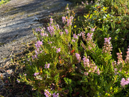 common heather