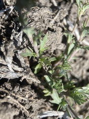Polyctenium