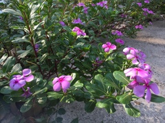 Catharanthus roseus