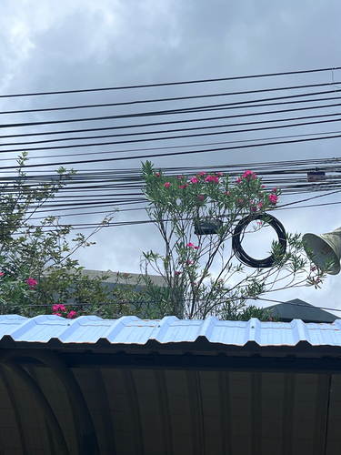 oleander