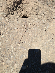 Dipsosaurus dorsalis dorsalis