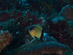 Pycnochromis retrofasciatus