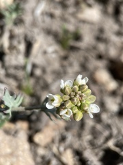 Polyctenium