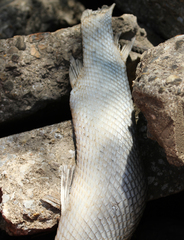 Lepisosteus