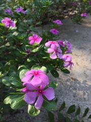 Catharanthus roseus