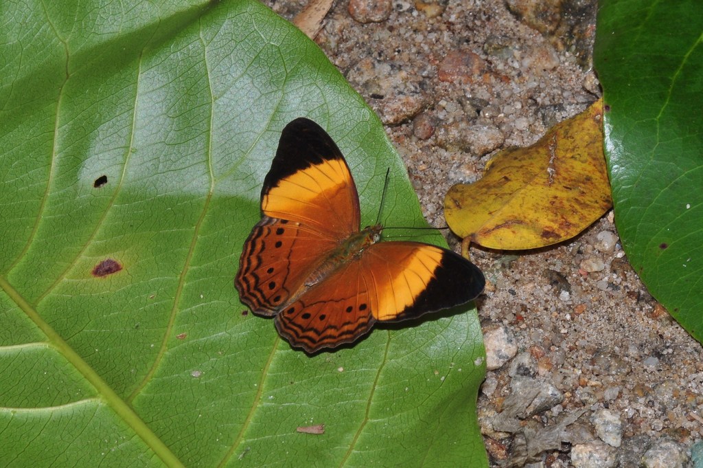 Banded Yeoman
