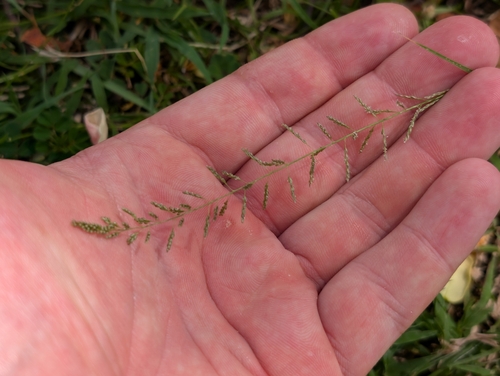 Sporobolus diandrus observed 2026-08-26