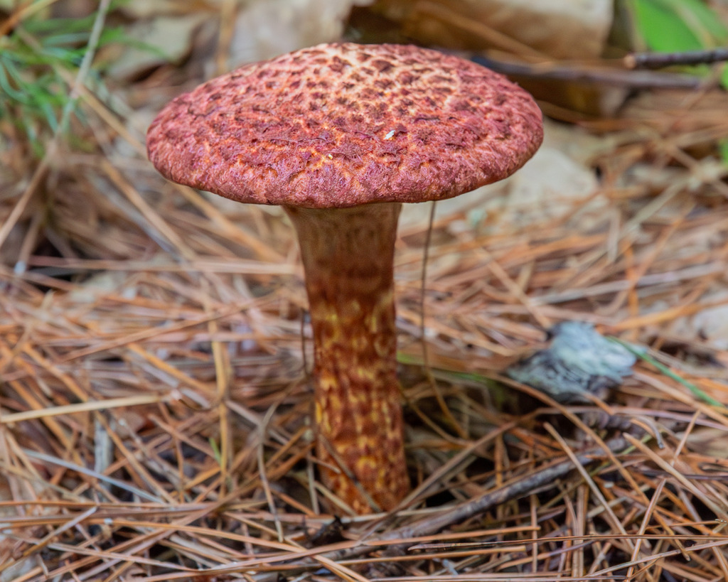 Painted Suillus · August 2026 · photo: Photo: (c) Eli Talhouk, some rights reserved (CC BY) · iNaturalist
