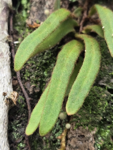 Pyrrosia linearifolia, photograph 1