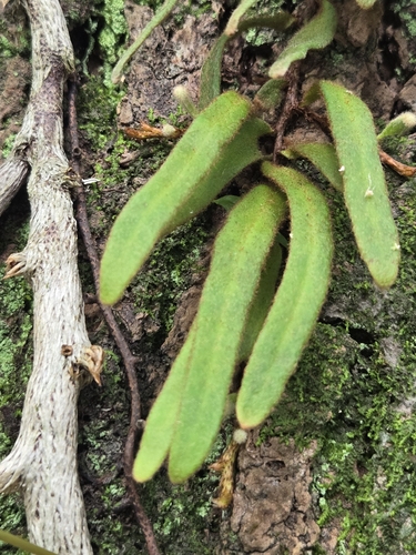 Pyrrosia linearifolia, photograph 2