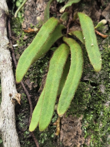 Pyrrosia linearifolia, photograph 3