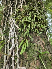 Pyrrosia linearifolia, photograph (c) jimmy, some rights reserved (CC BY)