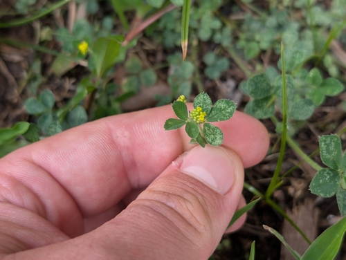 Medicago, 2026-08-26