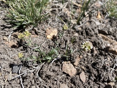 Polyctenium