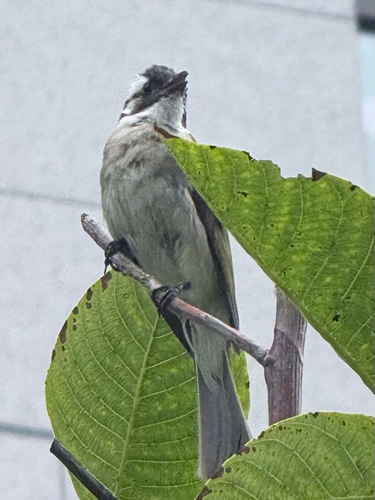 Light-vented Bulbul