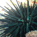 Pot-hole Urchin - Photo (c) hokoonwong, some rights reserved (CC BY-NC), uploaded by hokoonwong