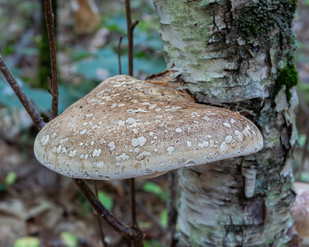 birch polypore · August 2026 · photo: Photo: (c) Eli Talhouk, some rights reserved (CC BY) · iNaturalist