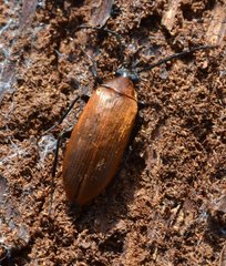 Pseudocistela ceramboides