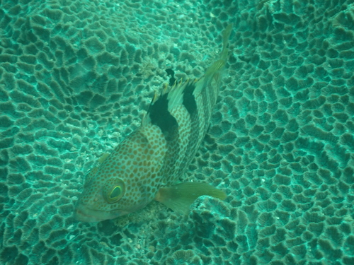 Banded reef-cod (Epinephelus fasciatomaculosus) — Serranidae — 4