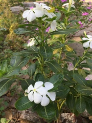Catharanthus roseus