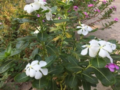 Catharanthus roseus